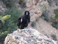 Grand Canyon - Californian Condor